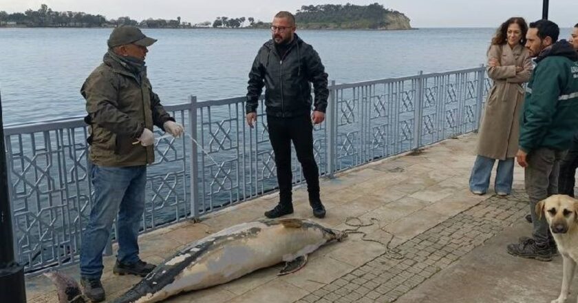 Aydın’da kayaların üzerinde 2 metrelik ölü yunus bulundu! – Türkiye’den son dakika haberleri