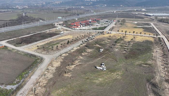 Sakarya’daki Metrobus hattı için çıkarılan ağaçlar yeni evlerine taşınıyor! 120’den fazla ağaç dikildi