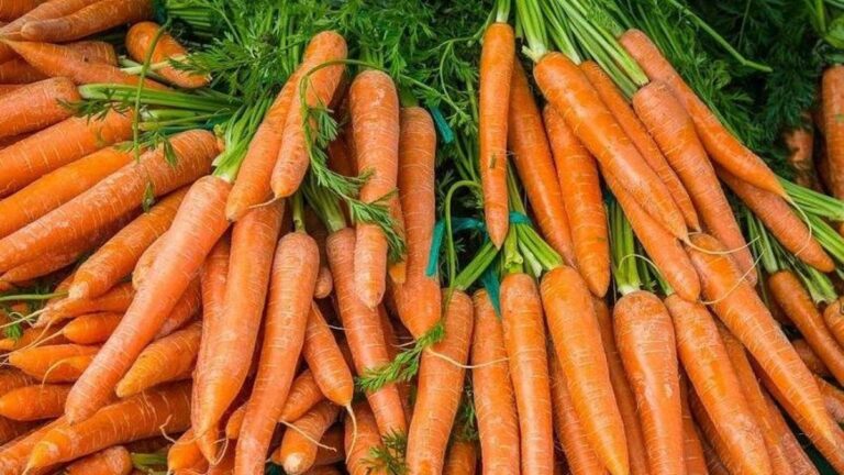 Dolu Tutun: Havuç kilo alımı yapıyor mu? Havuç ağırlık yaratıyor mu?