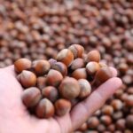 Hazelnut satın alma fiyatları açıklandı