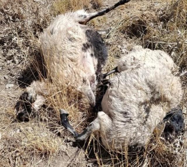 Daşkale'de Wolf Saldırısı: Düzinelerce Koyun Perisse 2