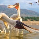 110 milyon yıllık uçan sürüngenlerin yeni türü keşfedildi