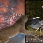 Kuş gribi insana ilk can kaybını yaşattı! Virüsün tehdidi: ‘Artık çok başlı bir tehlike’